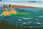 Does Diuron Kill Algae?