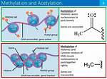 Does Dna Get Acetylated?