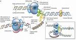 Does Dna Replication Affect Ploidy?
