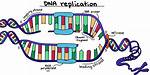 Does Dna Replication Proceed in One Direction