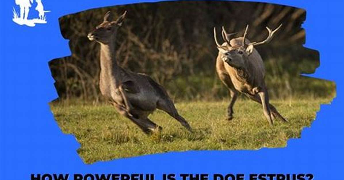 Does Doe Estrus Work?