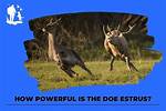 Does Doe Estrus Work?
