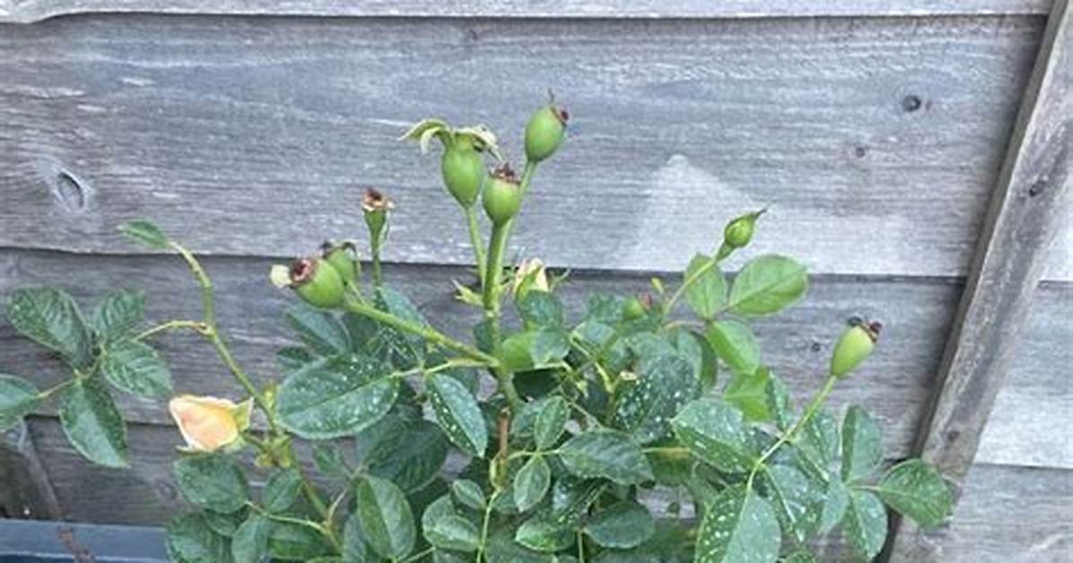Does Dog Rose Need Support?