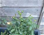 Does Dog Rose Need Support?