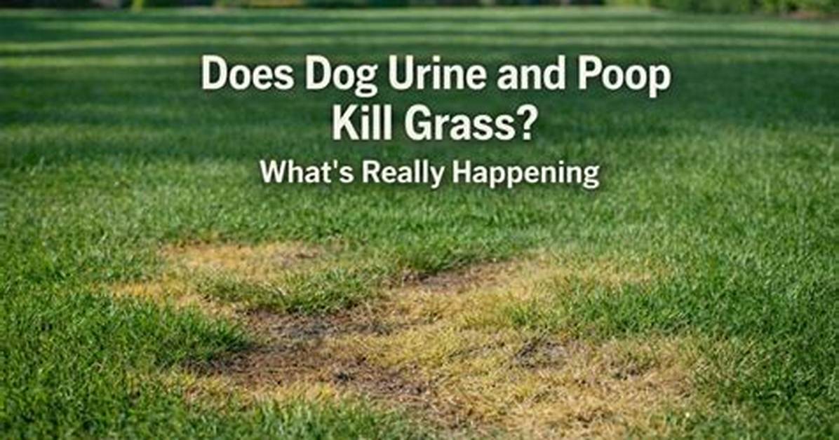 Does Dog Wee Kill Grass?