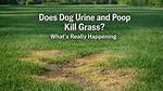 Does Dog Wee Kill Grass?