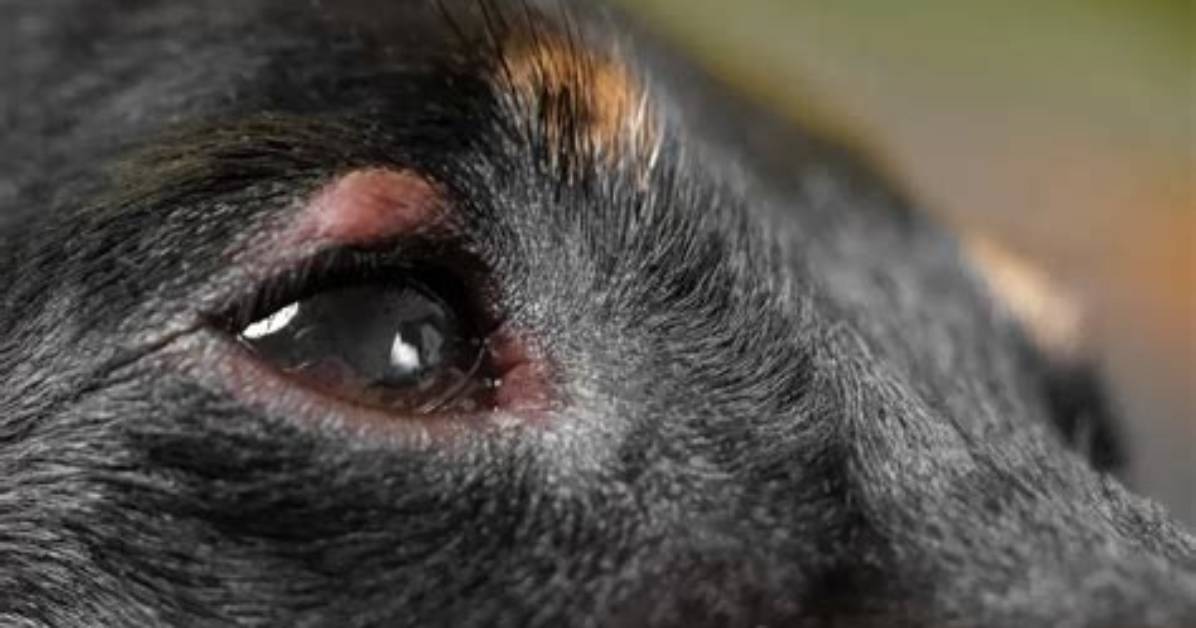Does Dogs Get Styes?