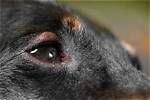 Does Dogs Get Styes?