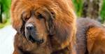 Does Dogs Have Manes?