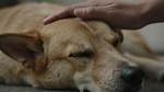 Does Dogs Like Being Stroked?