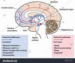 Does Dopamine Modulate Mood?