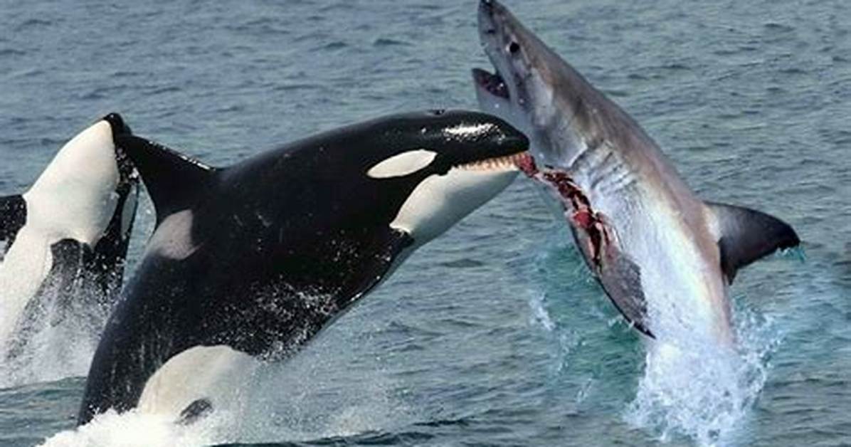 Does Dragging a Shark Backwards Kill It?