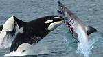 Does Dragging a Shark Backwards Kill It?