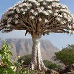 Does Dragon Tree Flower?