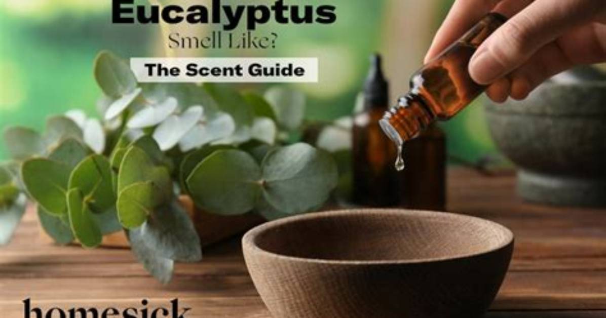 Does Dried Eucalyptus Smell?