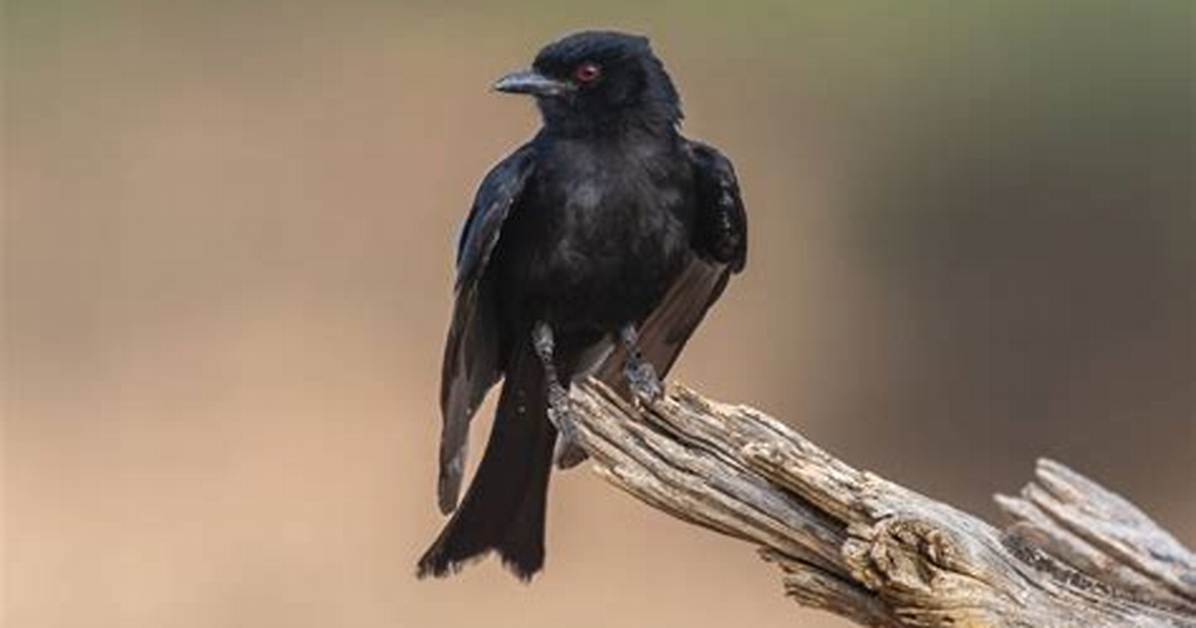Does Drongo Mean Stupid?