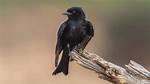 Does Drongo Mean Stupid?
