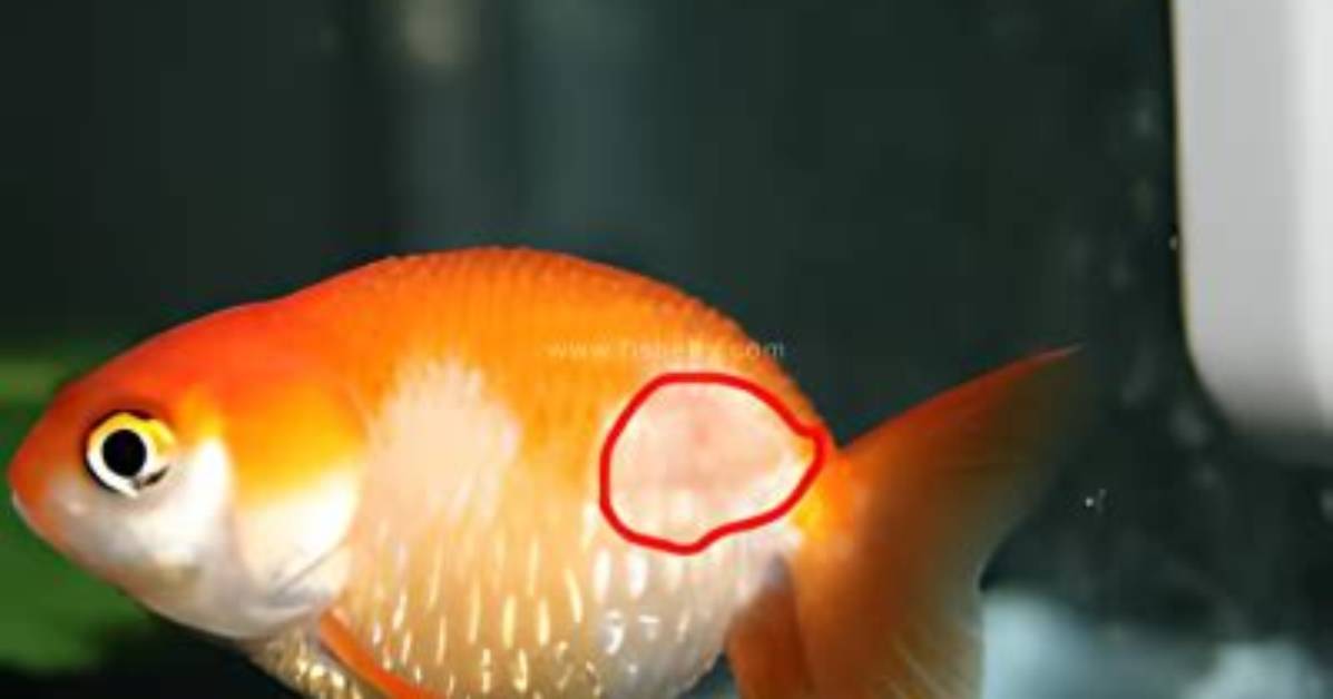 Does Dropsy Hurt Fish?