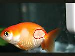 Does Dropsy Hurt Fish?
