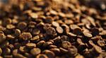 Does Dry Kibble Go Bad?