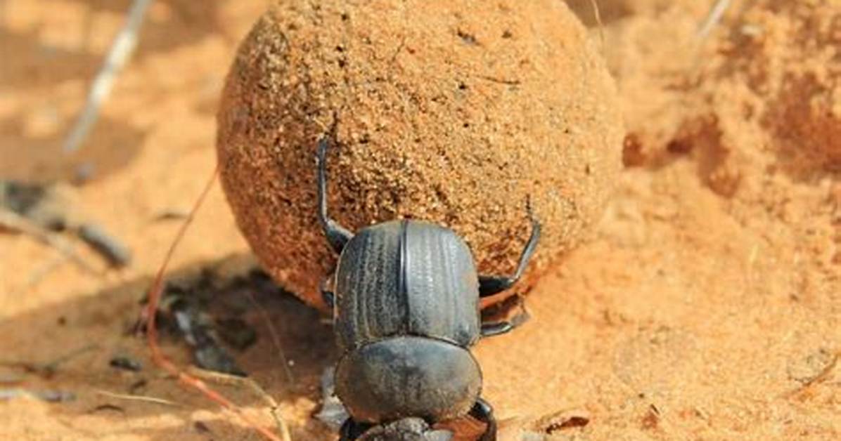 Does Dung Beetle Bite?