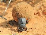 Does Dung Beetle Bite?