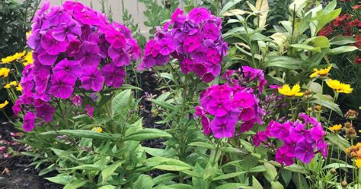 Does Dwarf Phlox Spread