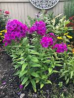 Does Dwarf Phlox Spread