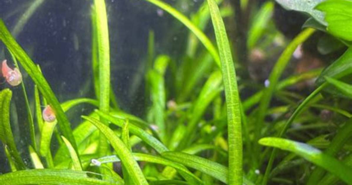 Does Dwarf Sagittaria Spread?