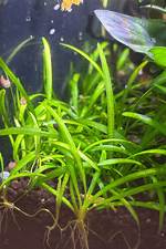 Does Dwarf Sagittaria Spread?