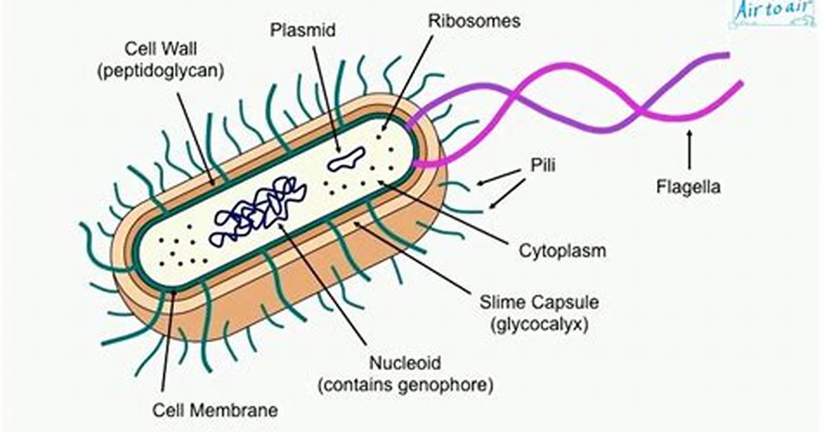 Does E Coli Have a Nucleus?