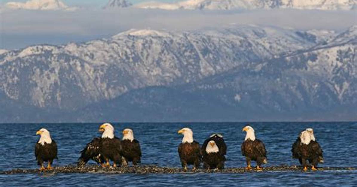 Does Eagles Fly in Flocks?