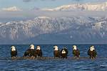 Does Eagles Fly in Flocks?