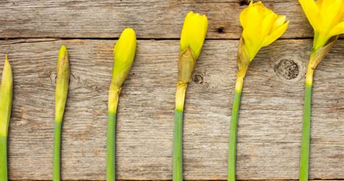 Does Early Bloomer Mean?