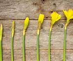 Does Early Bloomer Mean?