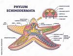 Does Echinoderms Have Coelom?