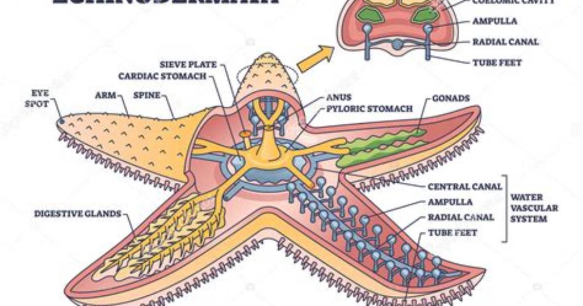 Does Echinoderms Have Notochord?