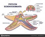 Does Echinoderms Have Notochord?