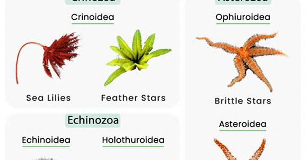 Does Echinoderms Have Segmentation?