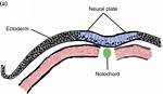Does Ectoderm Become Notochord?