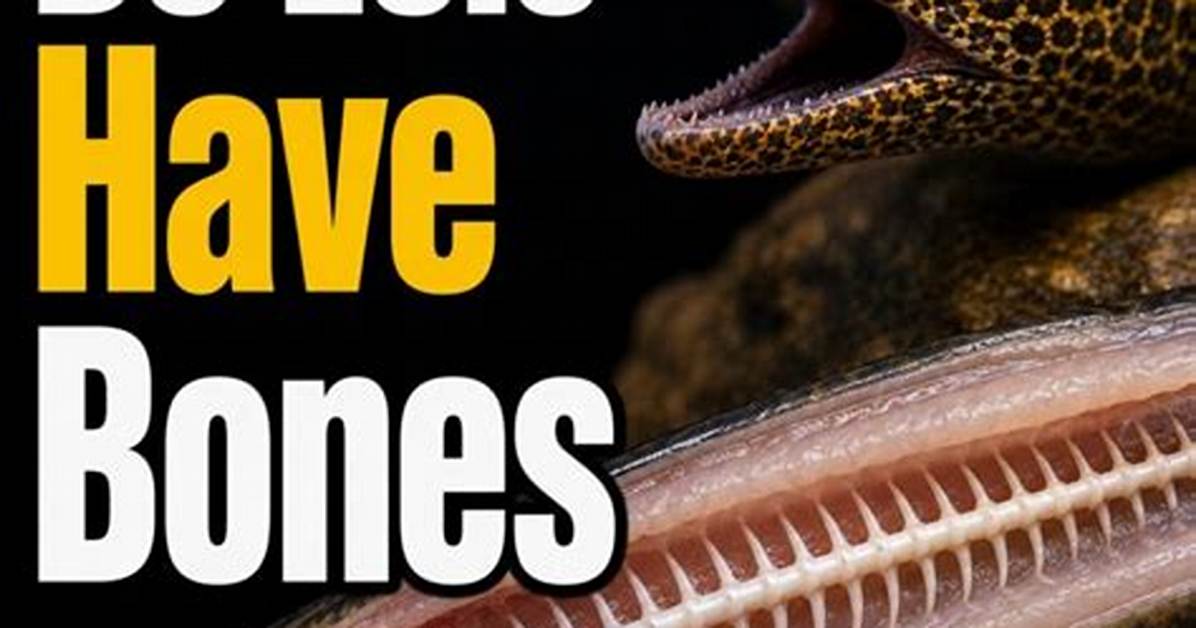 Does Eels Have Bones?
