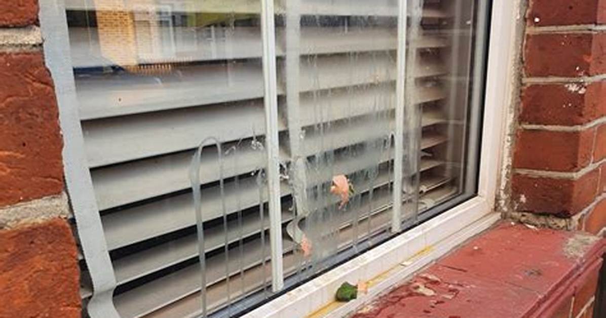 Does Egging a House Cause Damage?