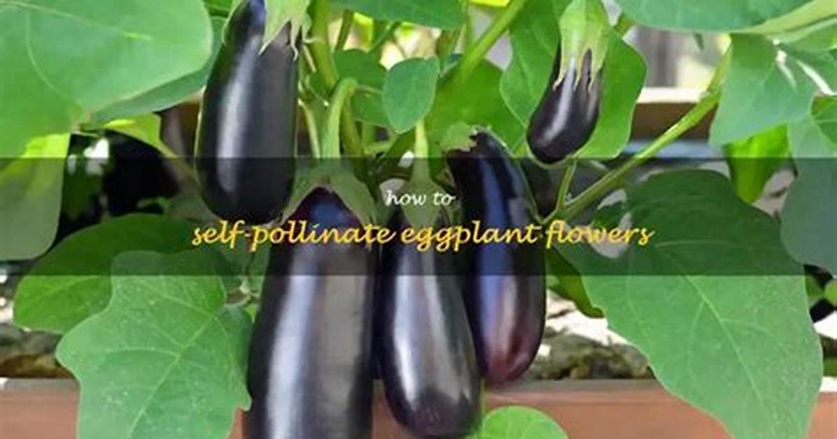 Does Eggplant Self Pollinate?