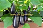 Does Eggplant Self Pollinate?
