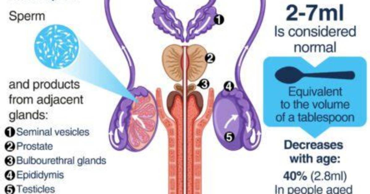 Does Ejaculation Make You Tired?