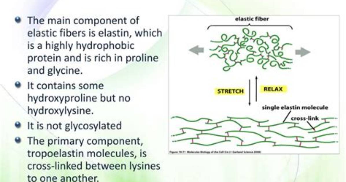 Does Elastin Have Hydroxyproline?