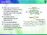 Does Elastin Have Hydroxyproline?
