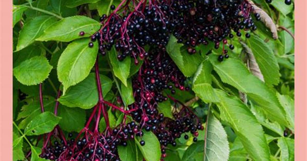 Does Elderberry Help with Allergies?
