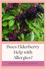 Does Elderberry Help with Allergies?