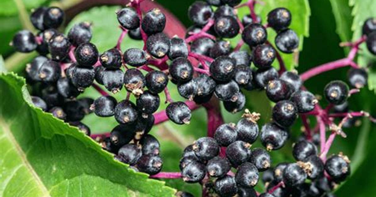 Does Elderberry Work